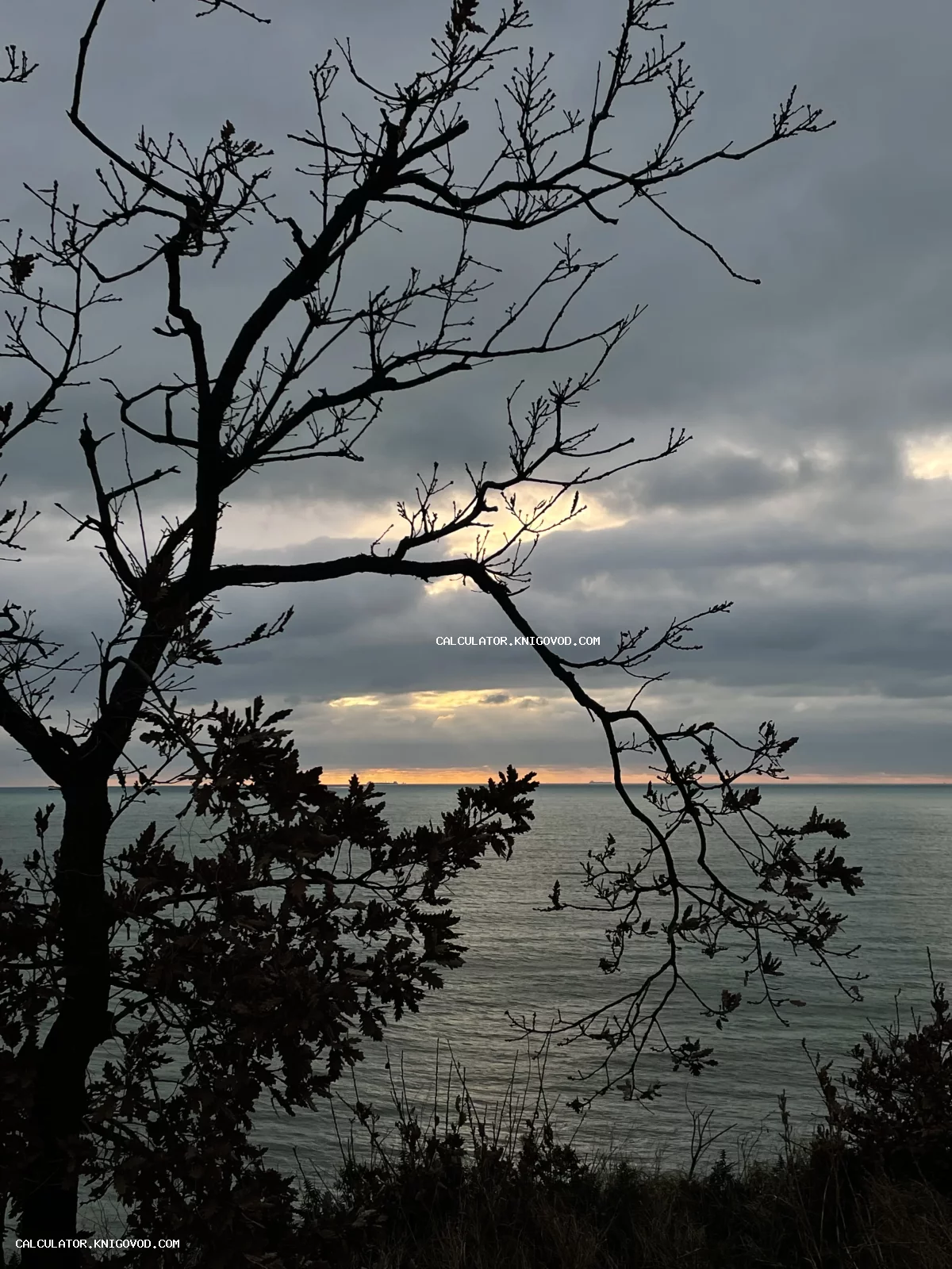 Силуэт голого дерева на фоне моря и пасмурного неба с пробивающимися лучами заката.