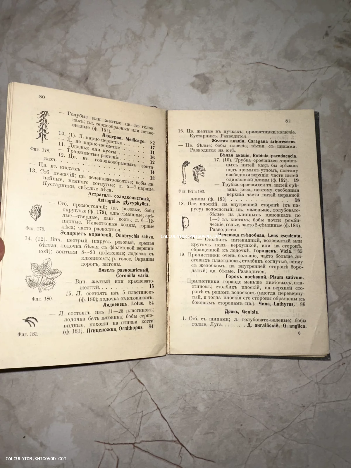 Разворот антикварной книги с описанием растений и схематичными ботаническими иллюстрациями на пожелтевших страницах.