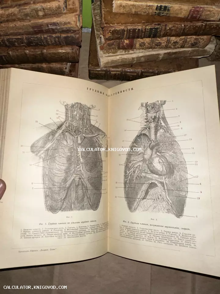 Разворот антикварной книги с детальными анатомическими гравюрами грудной клетки человека и внутренних органов на фоне старинных фолиантов.