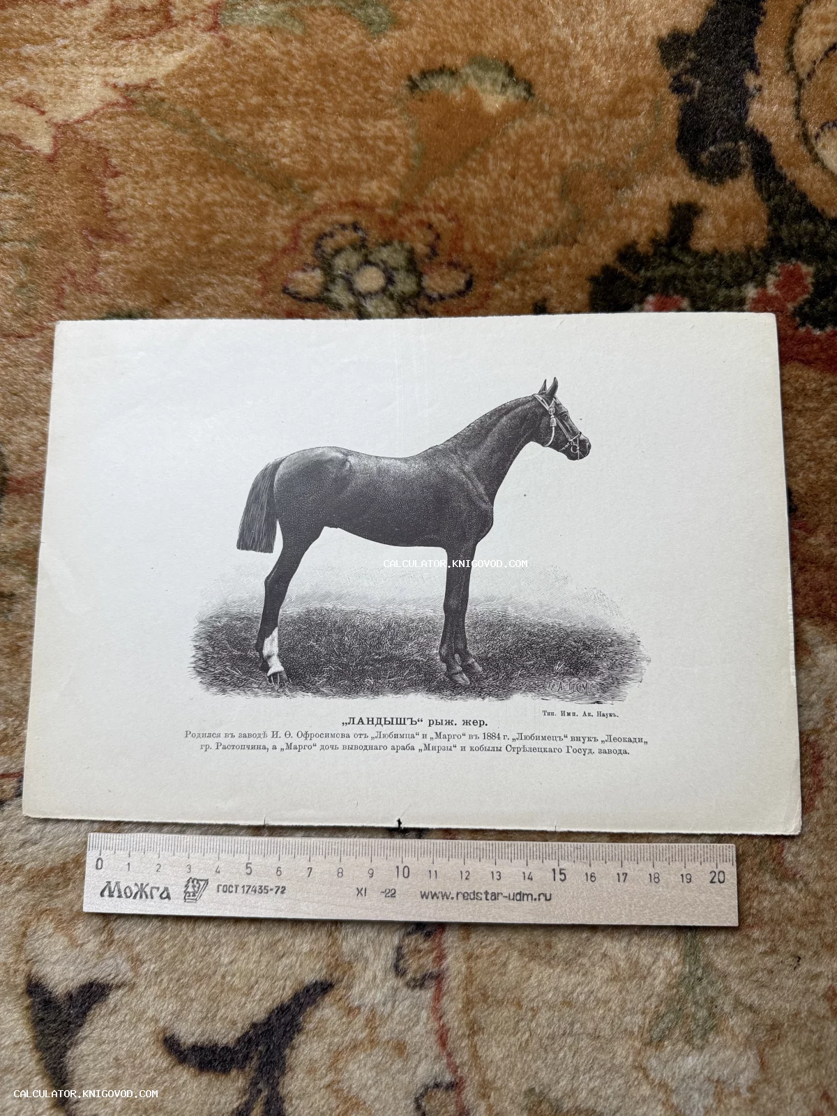 Черно-белая старинная гравюра с изображением породистого жеребца по кличке Ландыш в профиль с подробным описанием происхождения.
