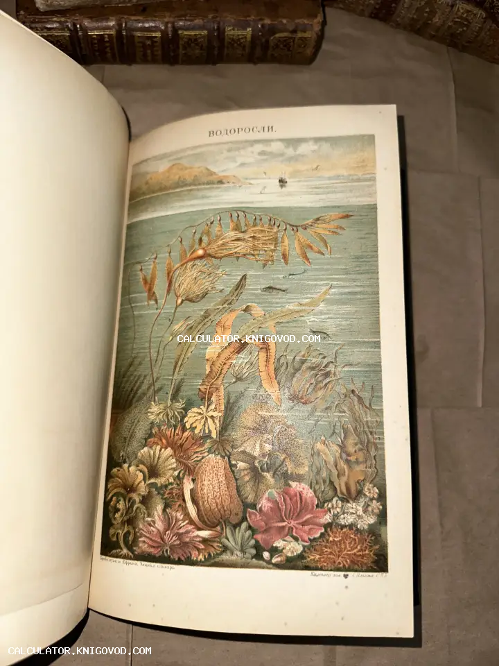 Разворот антикварной книги с цветной детальной иллюстрацией морских водорослей и подводной растительности.