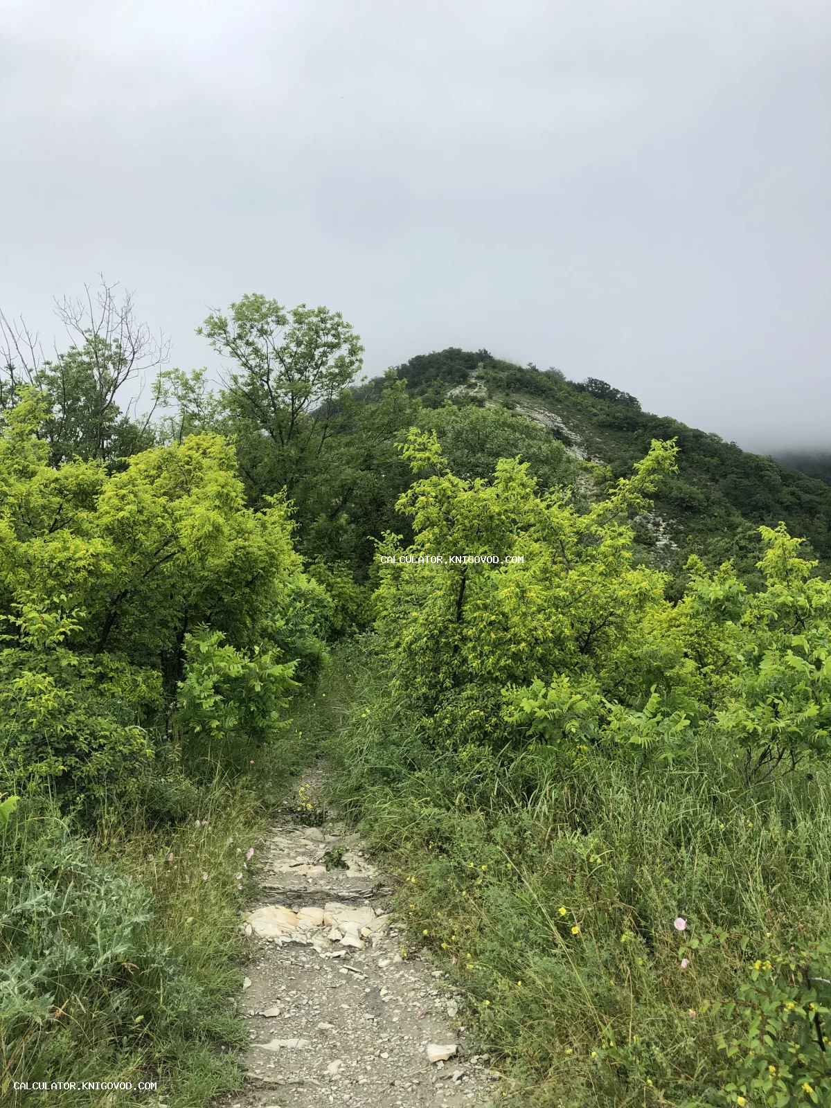 Каменистая тропинка среди пышных зеленых кустарников, ведущая к вершине горы, окутанной густым туманом.