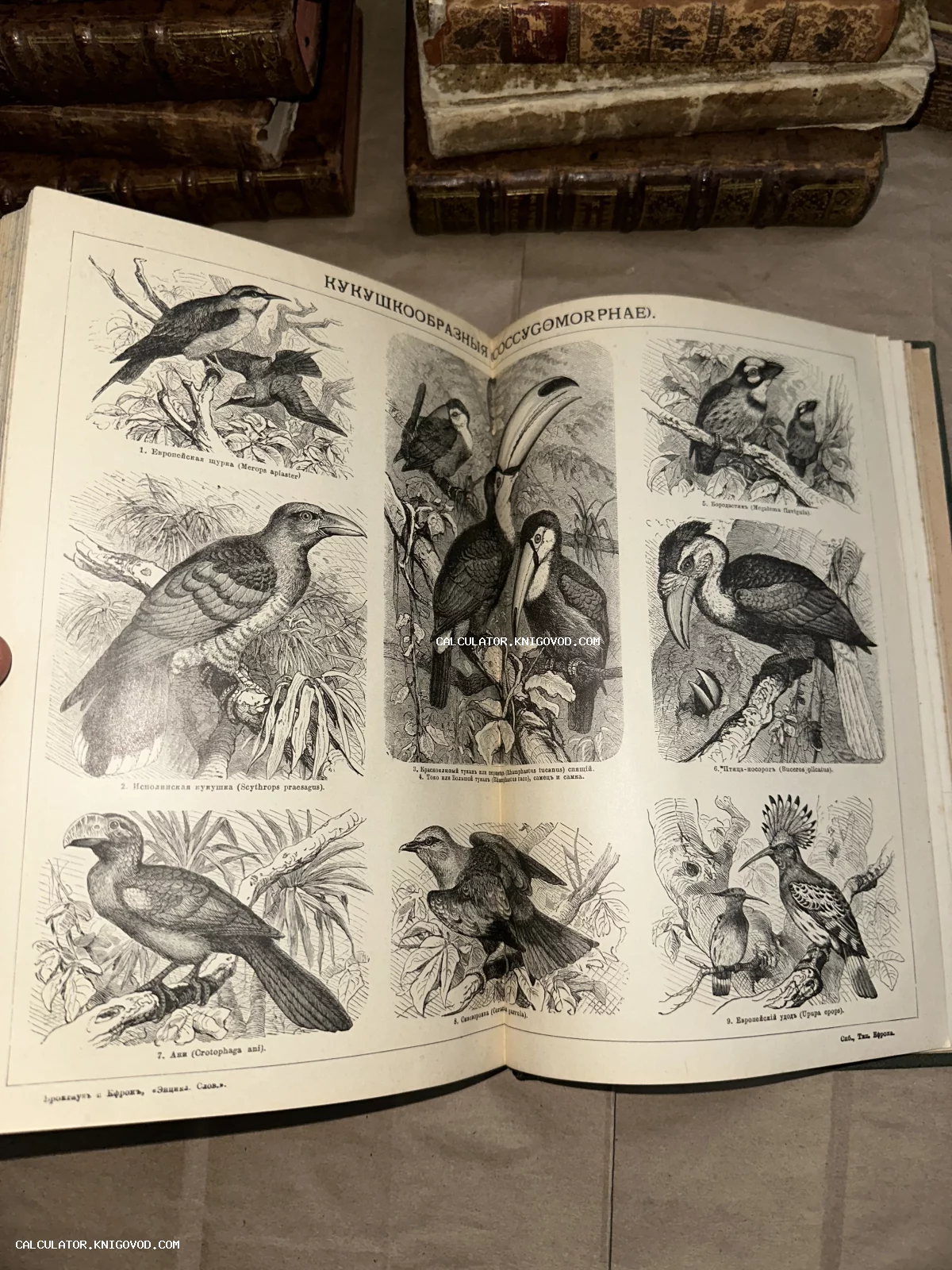 Разворот антикварной книги с черно-белыми гравюрами птиц семейства кукушкообразных, включая туканов, удода и кукушку, с подписями на дореволюционном русском языке.