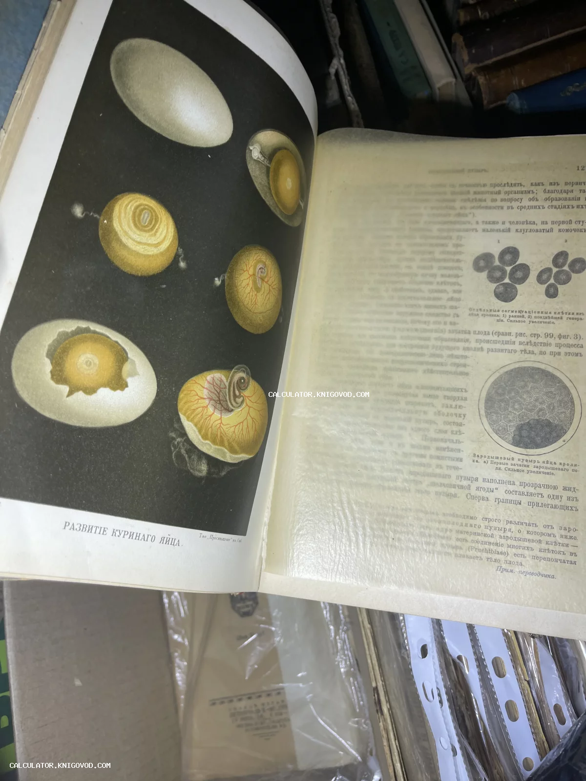 Разворот старинной научной книги с цветной литографией стадий развития куриного эмбриона и текстом на дореволюционном русском языке.