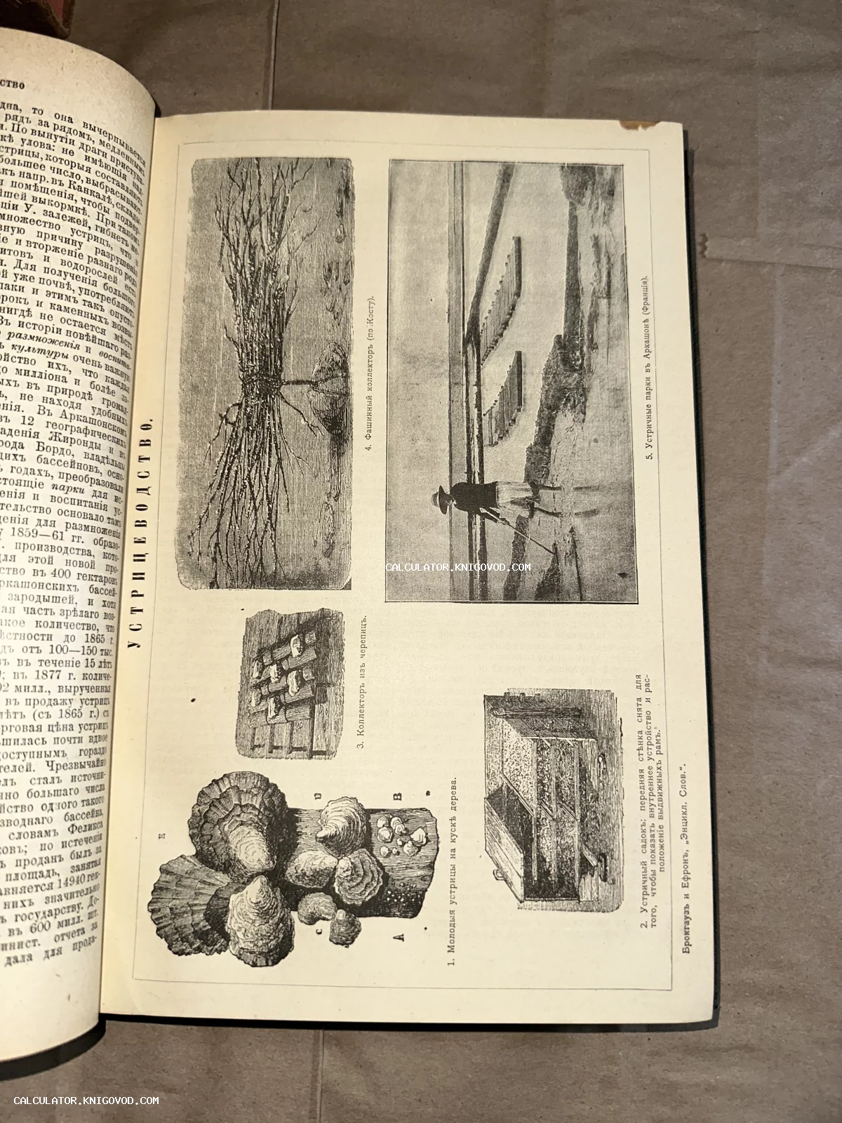 Страница антикварной книги с черно-белыми гравюрами, изображающими методы выращивания устриц, устройство садков и коллекторов.