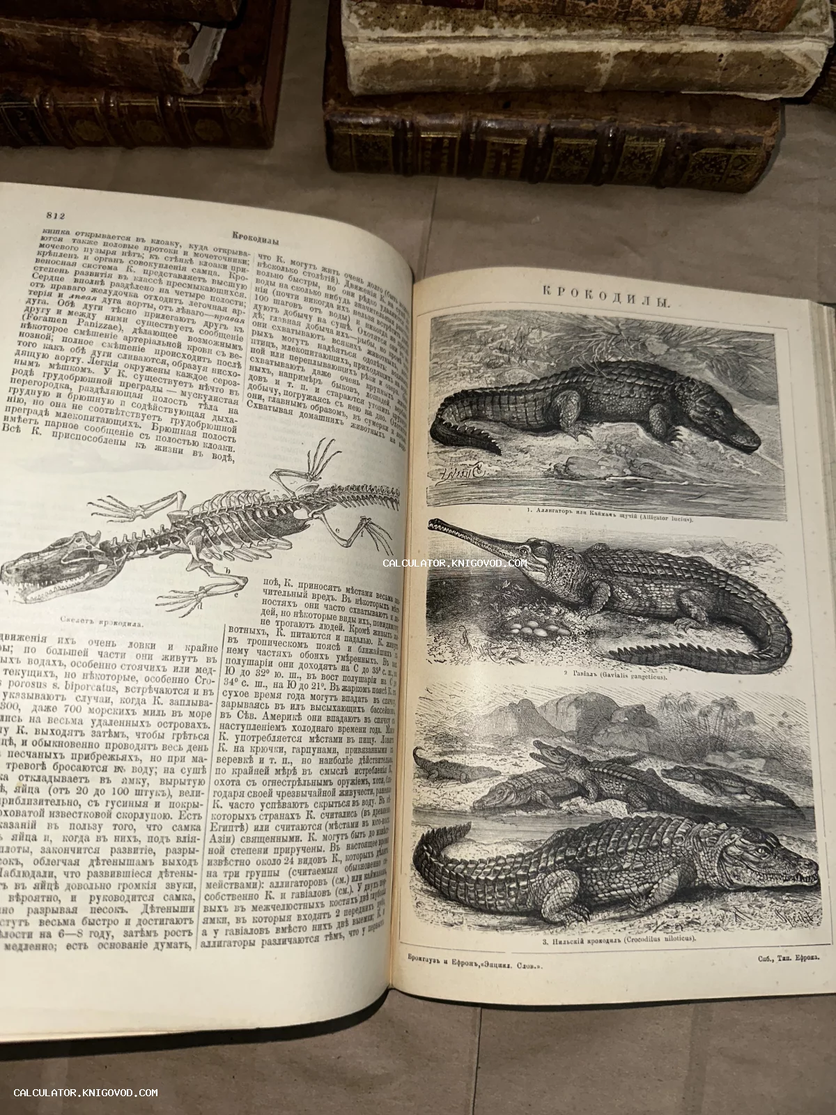 Разворот старинной энциклопедии с гравюрами различных видов крокодилов и схемой их скелета на фоне дореволюционного текста.