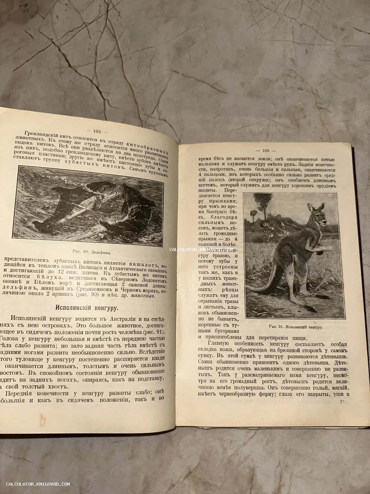 Открытая старинная книга с иллюстрациями дельфинов и кенгуру, текст на дореволюционном русском языке.