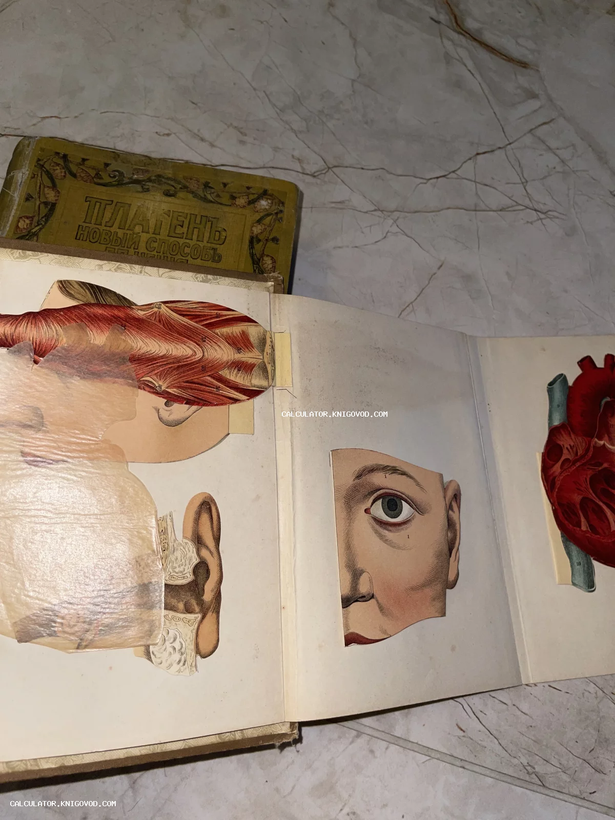 Разворот старинной книги с цветными анатомическими иллюстрациями мышц головы, строения уха и сердца на фоне обложки «Платенъ. Новый способъ».