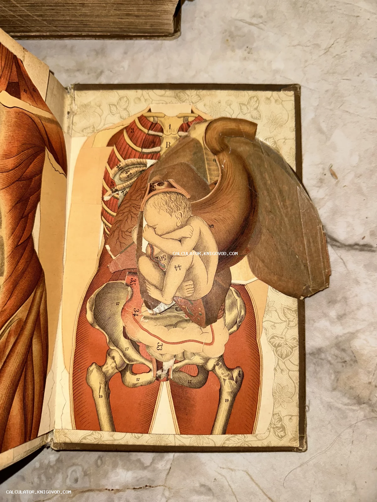 Старинная медицинская иллюстрация из книги с раскрывающимися бумажными слоями, показывающая плод в утробе матери.