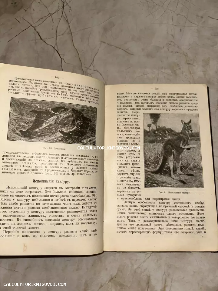 Открытая старинная книга с иллюстрациями дельфинов и кенгуру, текст на дореволюционном русском языке.