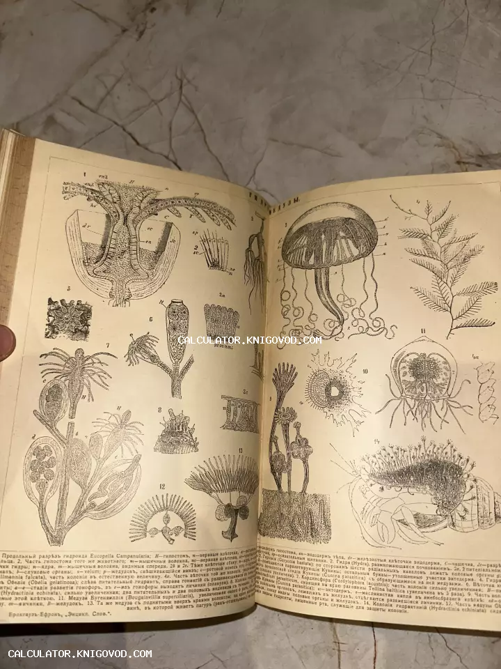 Разворот старинной книги с черно-белыми научными иллюстрациями медуз и гидроидов на пожелтевшей бумаге.