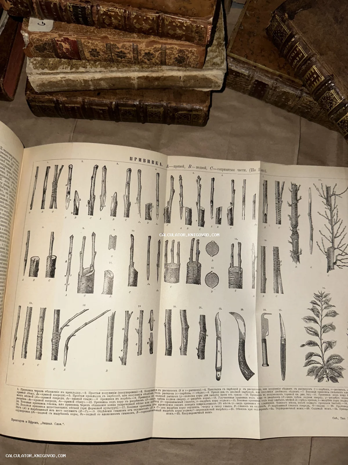 Разворот антикварной книги с детальной черно-белой гравюрой, изображающей различные способы прививки деревьев, на фоне стопки старых томов.