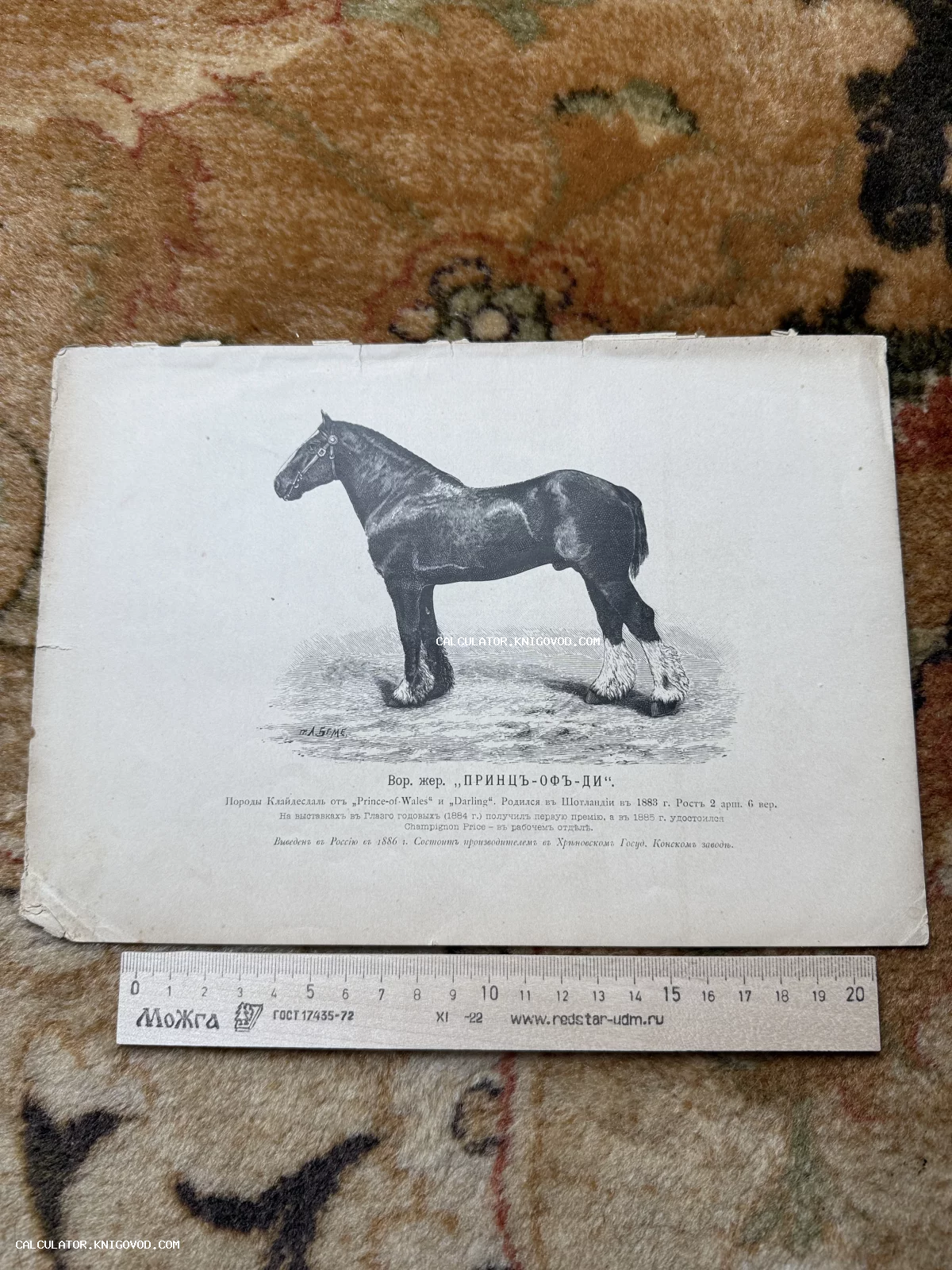 Старинная чёрно-белая гравюра с изображением вороного жеребца породы клайдесдаль и типографским описанием его достижений на русском языке.