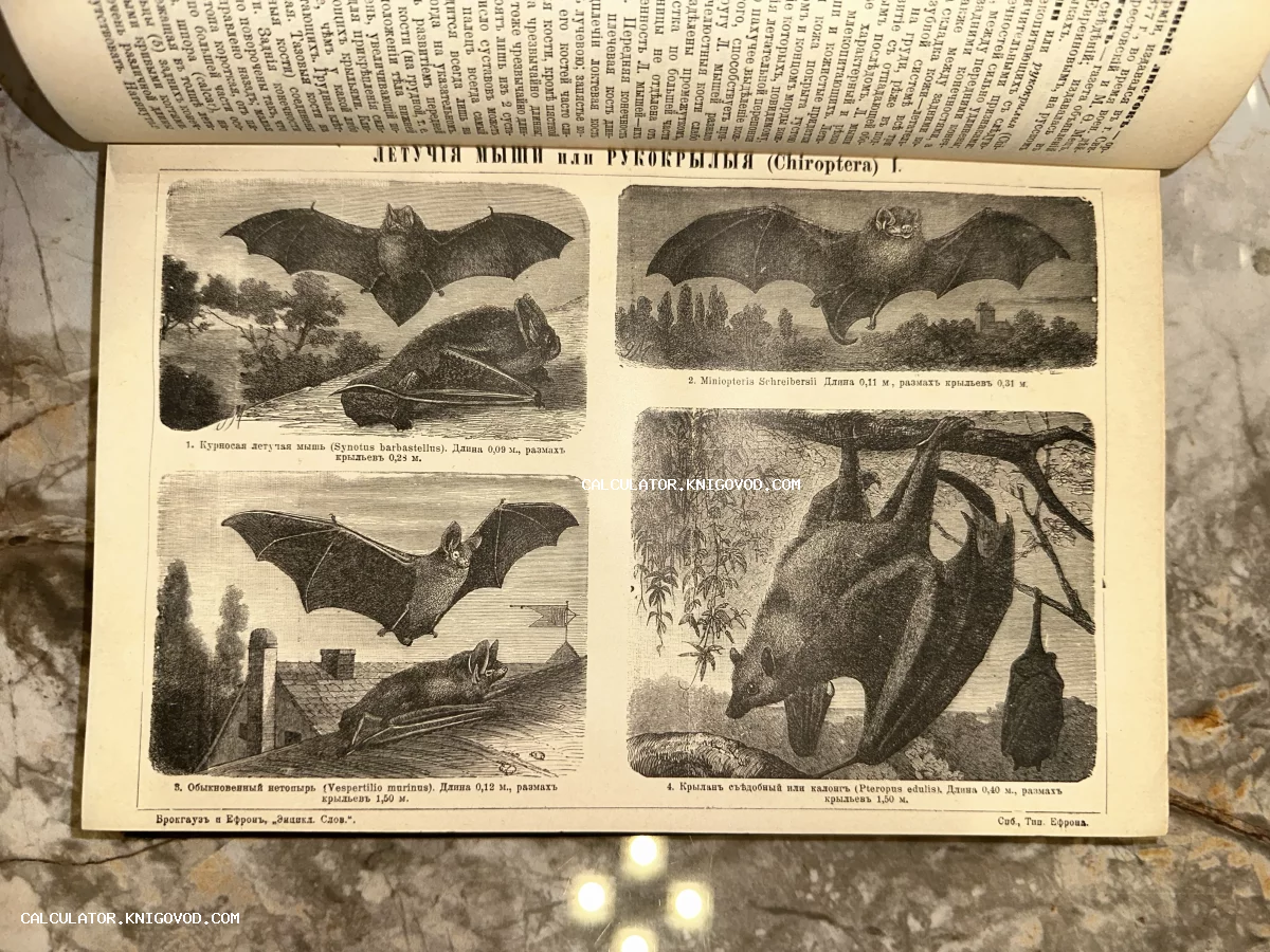 Страница дореволюционного издания с четырьмя детальными гравюрами летучих мышей и крылана.