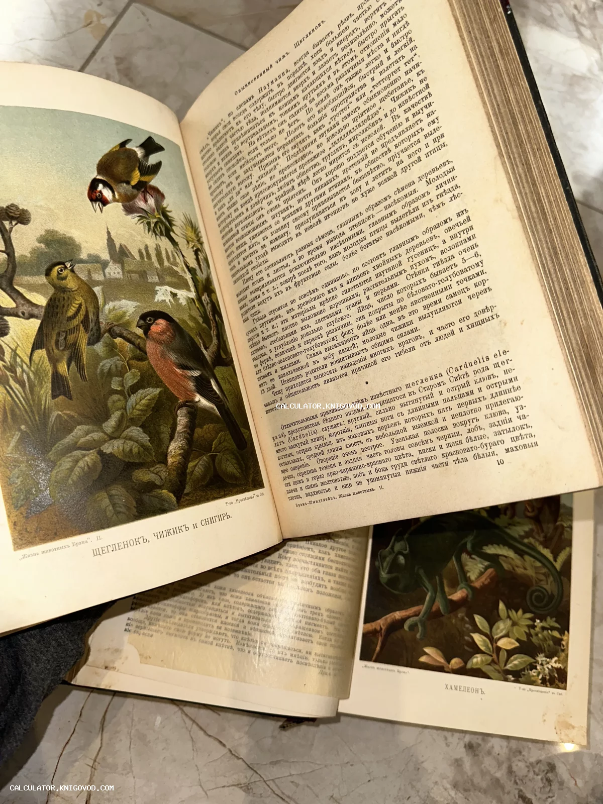 Разворот старинной книги с цветными литографиями птиц и хамелеона, напечатанной на дореволюционном русском языке.