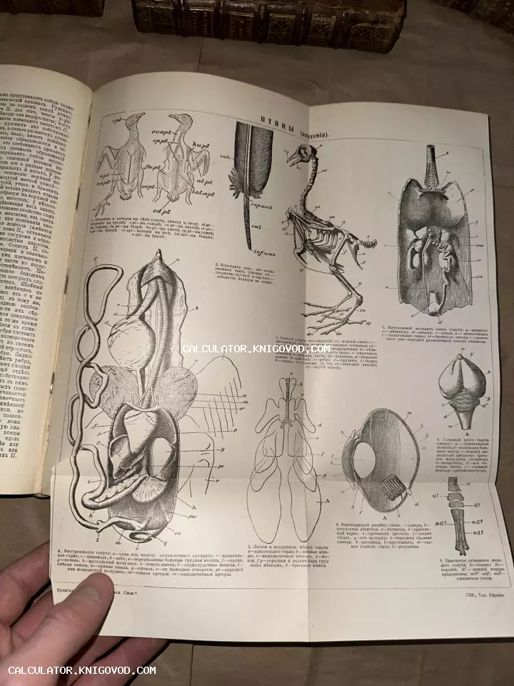 Разворот старинной книги с детальными черно-белыми схемами анатомии птиц: скелет, оперение, внутренние органы и строение глаза.