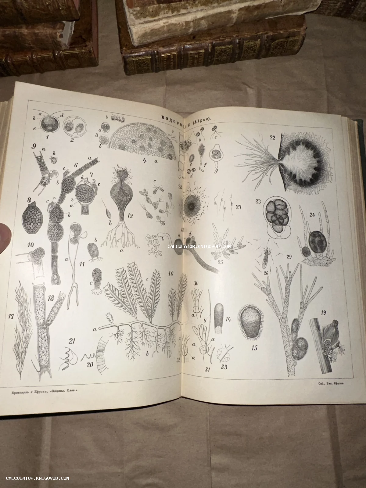 Разворот антикварной книги с черно-белой гравюрой, изображающей различные виды водорослей с нумерацией.