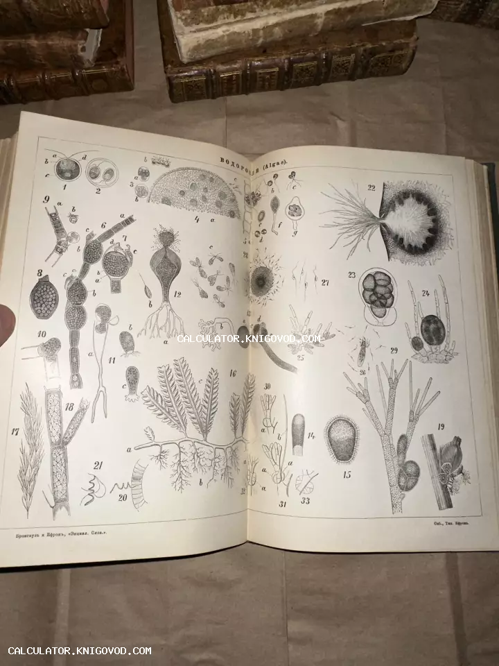 Разворот антикварной книги с черно-белой гравюрой, изображающей различные виды водорослей с нумерацией.