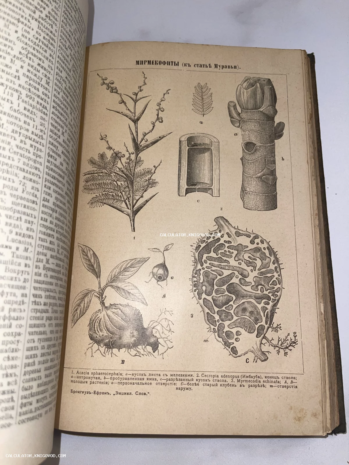 Страница антикварной книги с ботаническими иллюстрациями растений-мирмекофитов и текстом на дореволюционном русском языке.