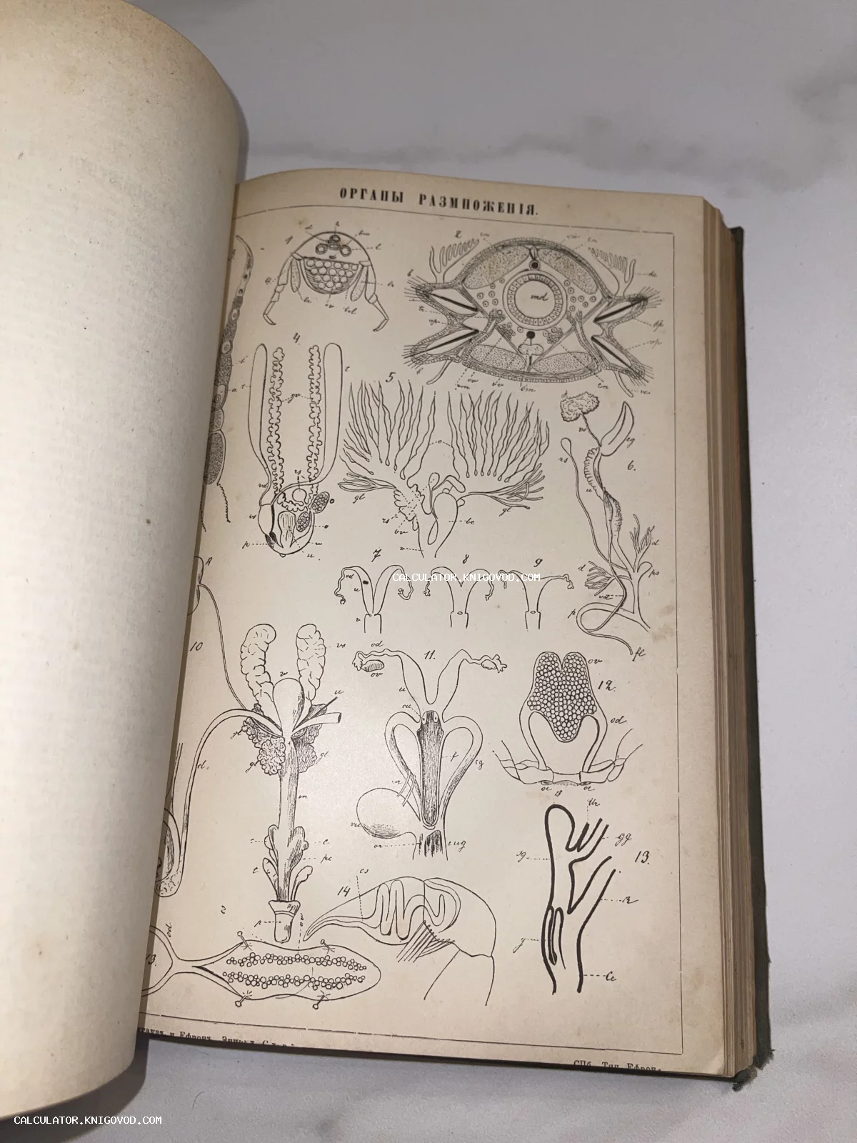 Страница антикварной книги с черно-белой анатомической иллюстрацией биологических органов размножения с подписями на русском языке.