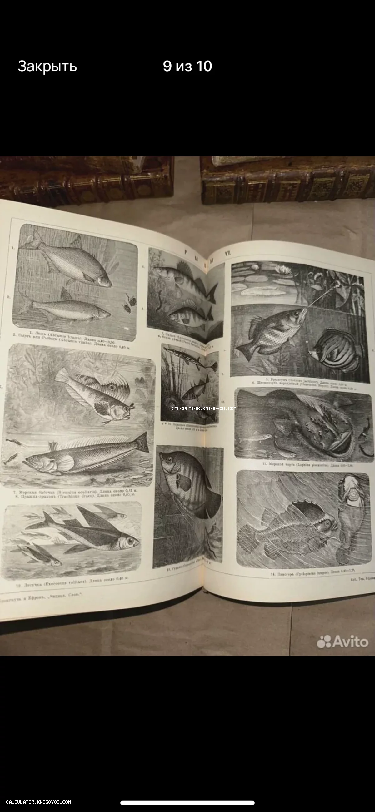 Разворот старинной книги с черно-белыми гравюрами различных видов рыб и подписями на русском языке.