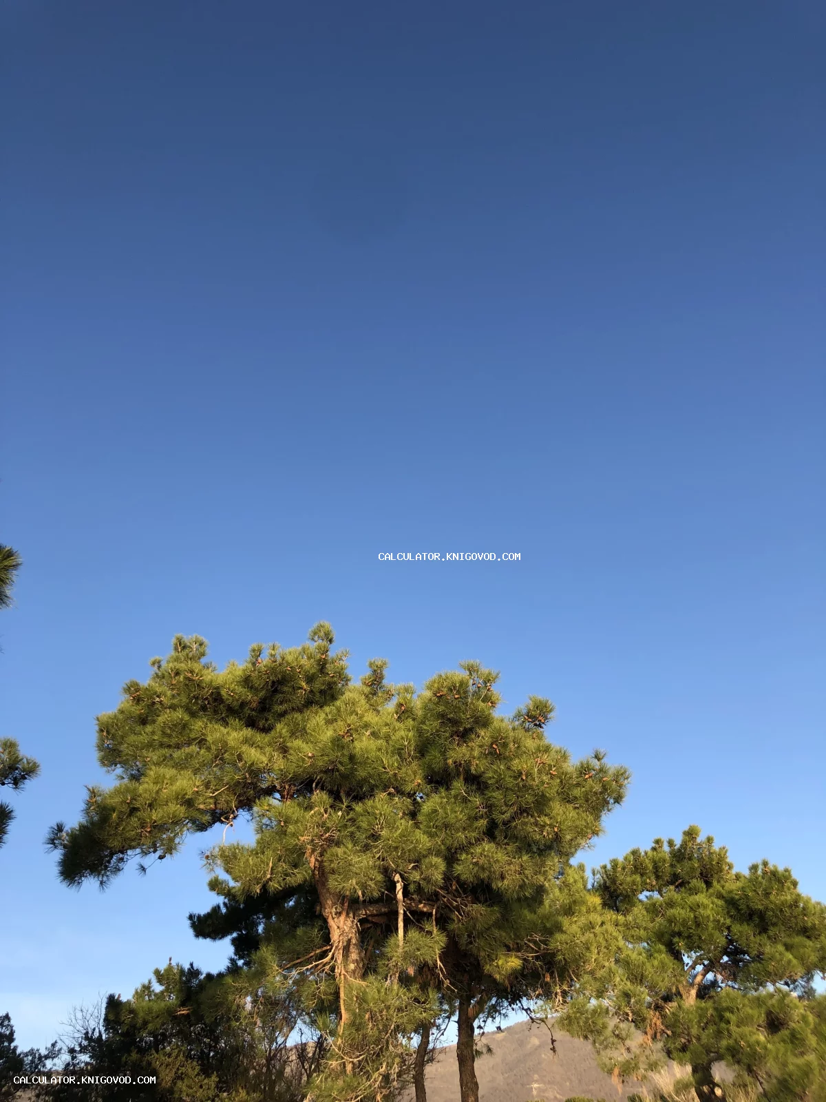 Пышная крона хвойного дерева с шишками на фоне ярко-синего чистого неба.