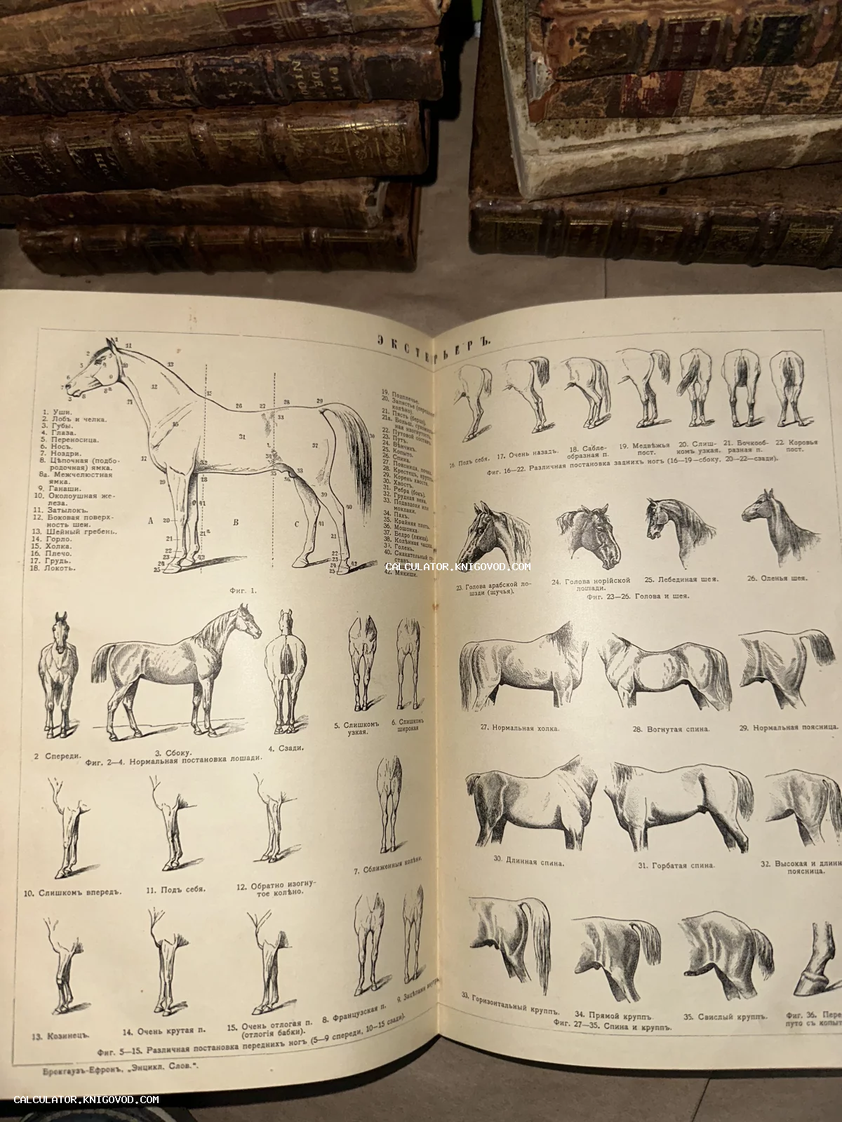 Разворот старинной книги с детальными гравюрами, изображающими анатомию и экстерьер лошади, на фоне кожаных переплетов.