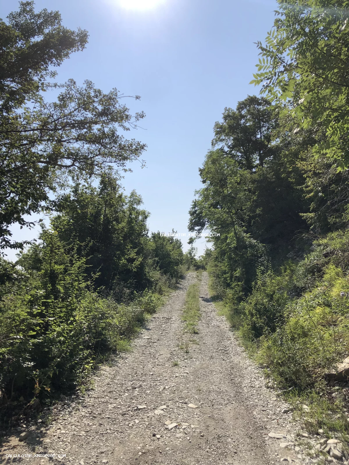 Каменистая лесная дорога, окруженная густой зеленой растительностью под ярким солнцем.