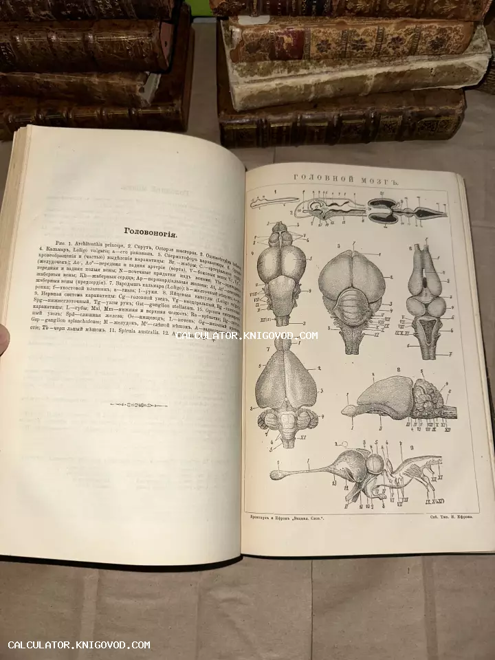 Раскрытая антикварная книга с научной иллюстрацией строения мозга кальмаров и осьминогов на фоне стопок старых томов.