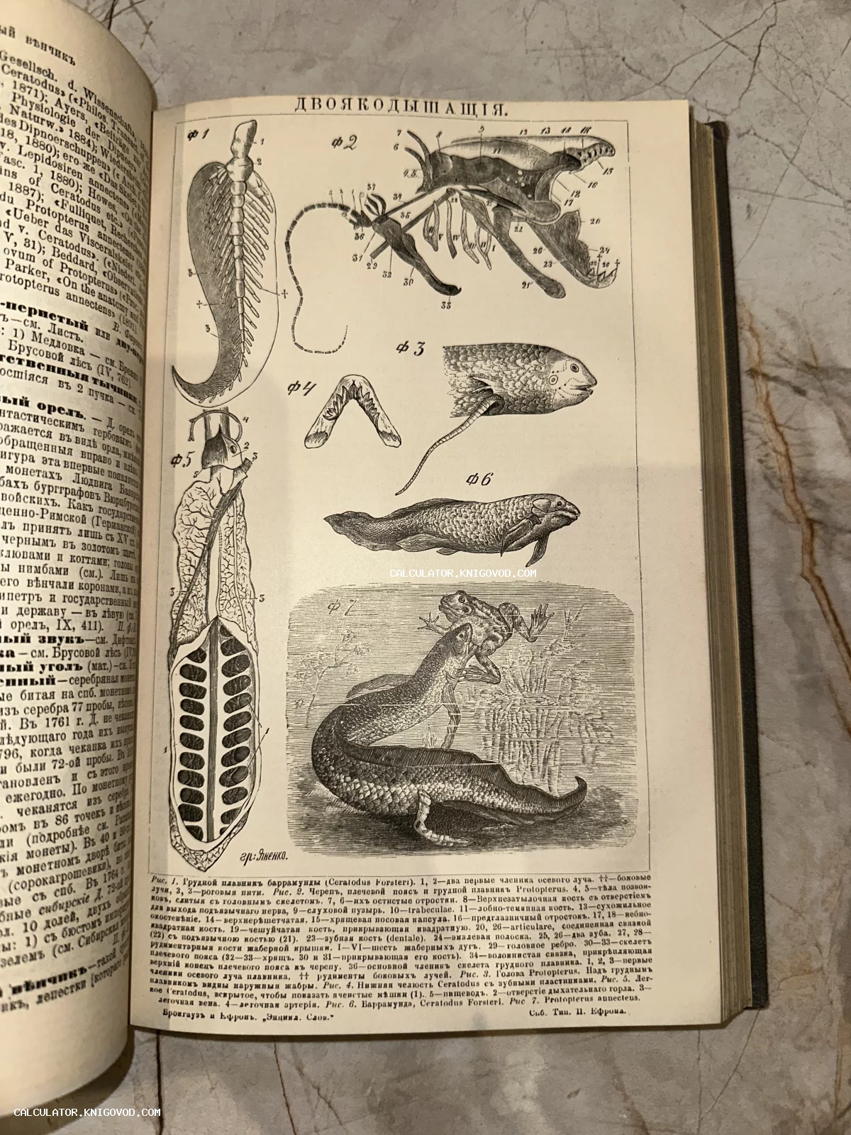 Страница старинной энциклопедии с черно-белыми научными иллюстрациями строения двоякодышащих рыб, включая скелет, плавники и общий вид.
