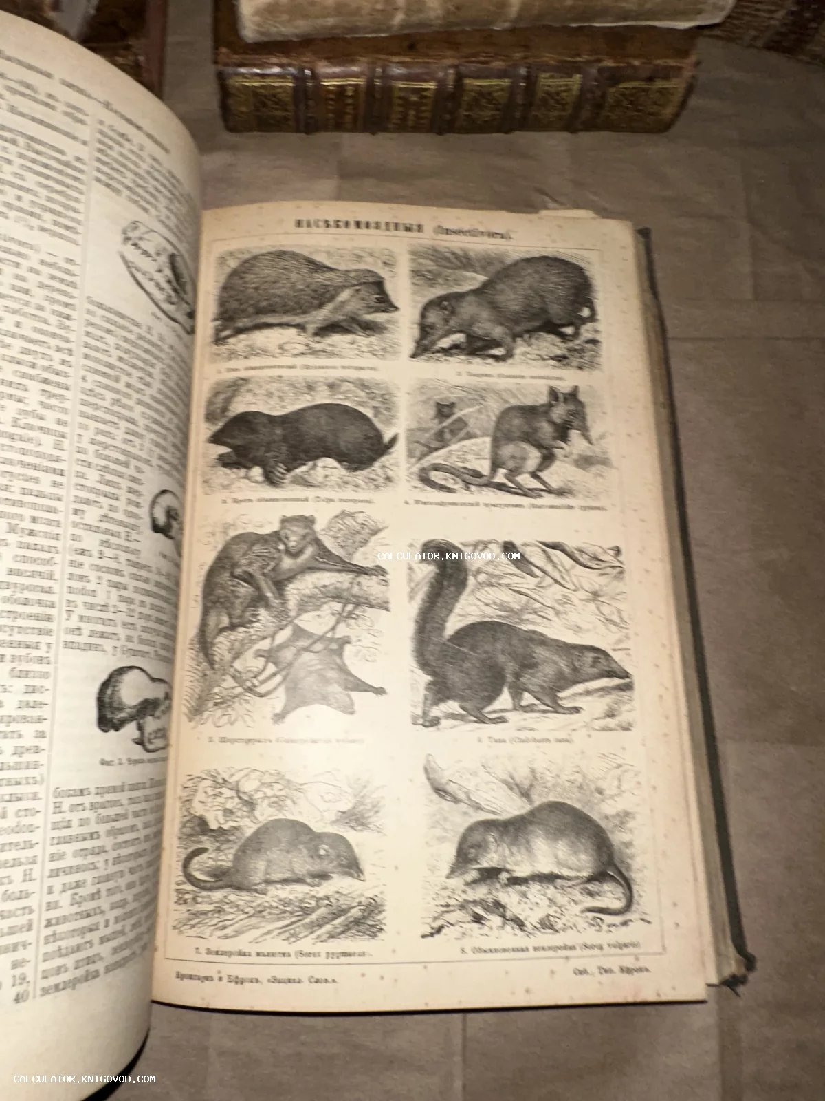 Разворот антикварной книги с черно-белыми гравированными изображениями ежей, кротов и землероек.