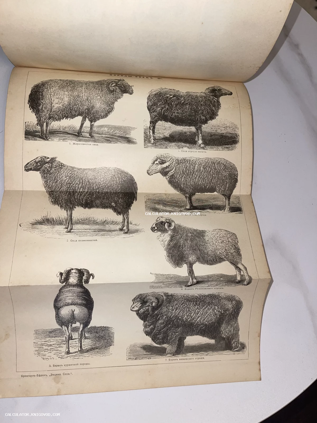 Черно-белая антикварная гравюра с изображением семи различных пород овец и баранов с нумерацией и подписями.