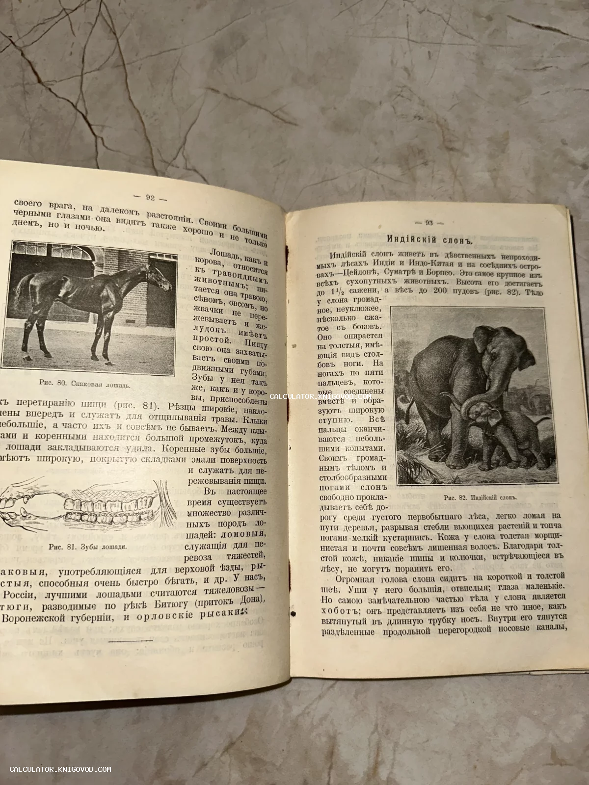 Разворот антикварной книги со статьями об индийском слоне и скаковой лошади, иллюстрированный черно-белыми гравюрами.