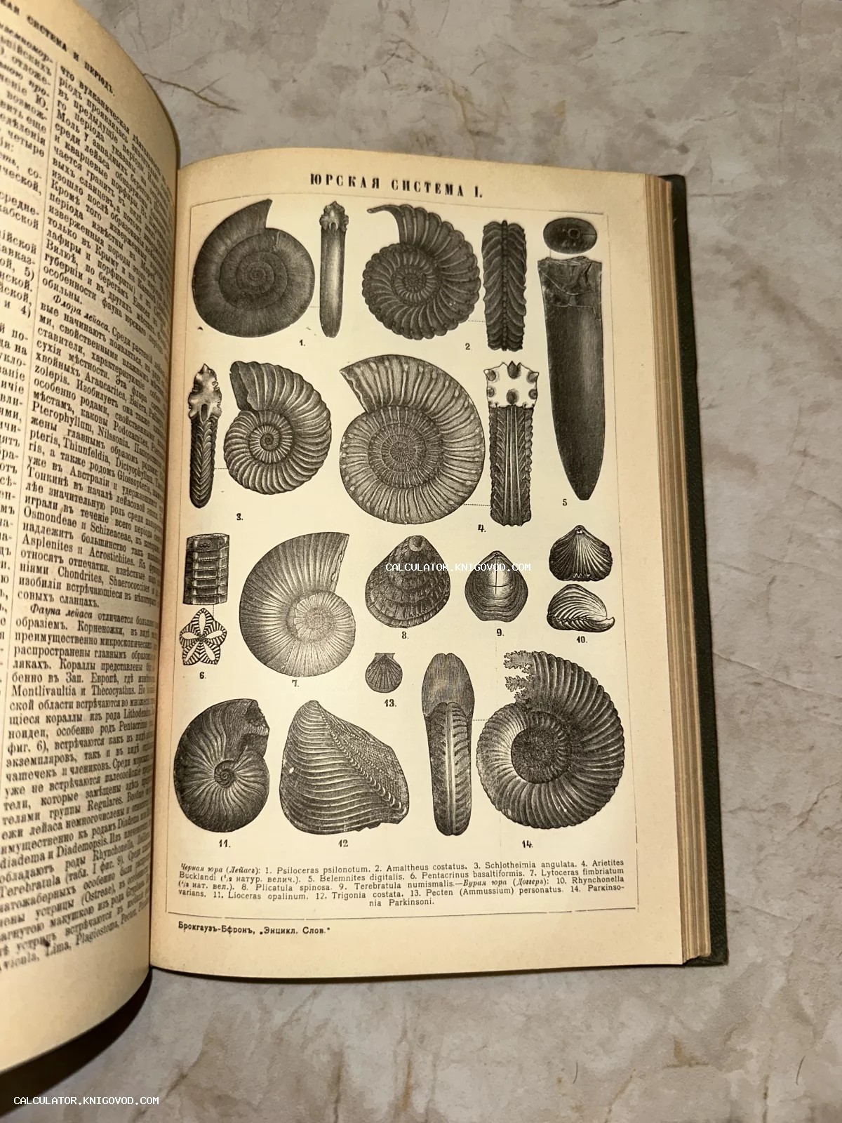 Разворот старинной книги со схемой и гравюрами окаменелостей юрского периода: аммониты, белемниты и раковины.