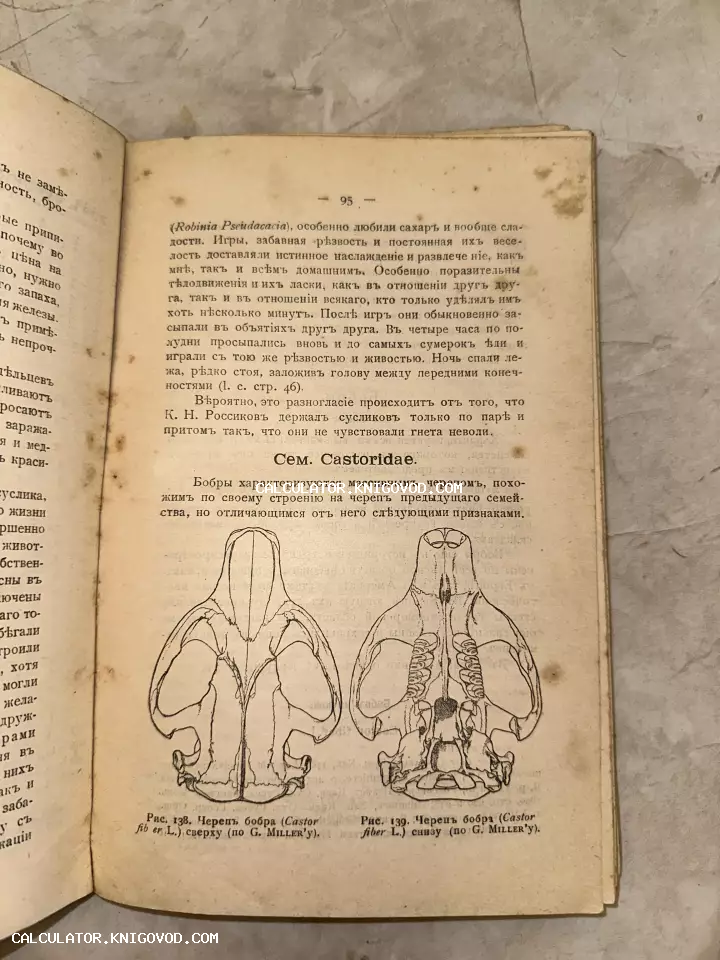 Разворот старинной книги с анатомическими рисунками черепа бобра и текстом в дореволюционной орфографии.