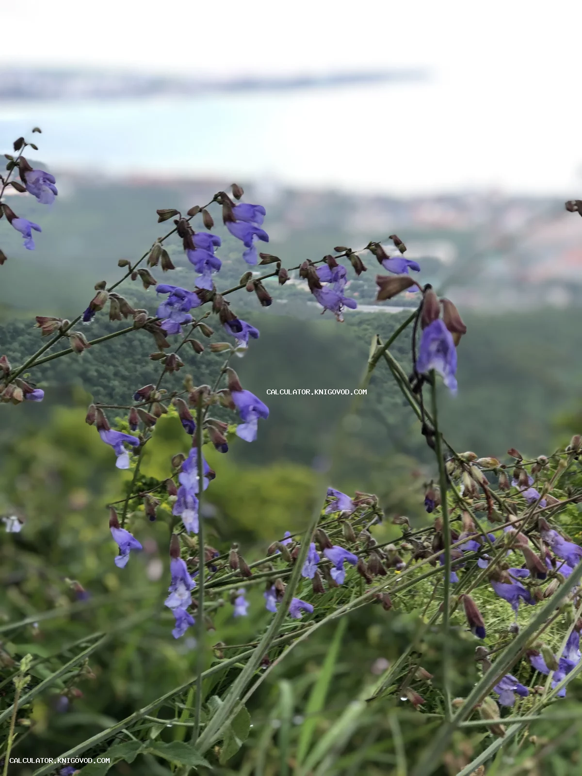 Крупный план фиолетовых цветов дикого шалфея на фоне размытого пейзажа с горами и прибрежным городом.