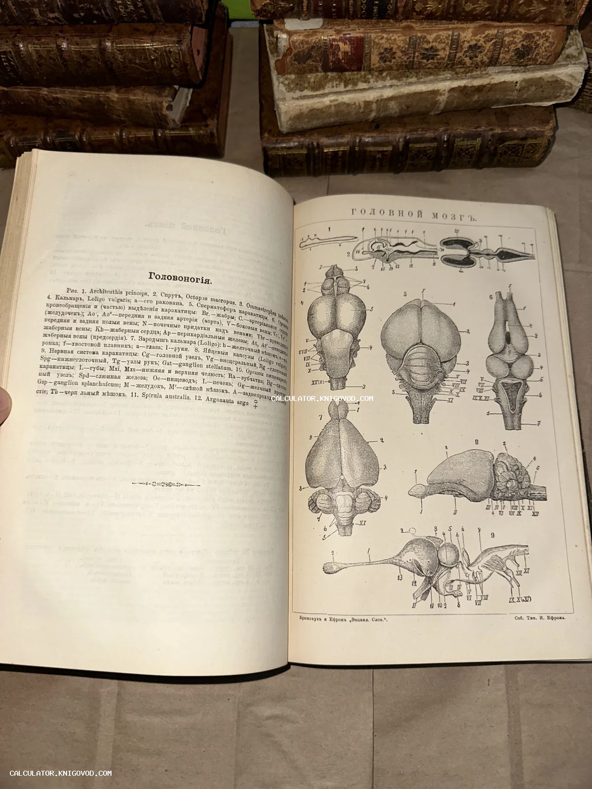 Раскрытая антикварная книга с научной иллюстрацией строения мозга кальмаров и осьминогов на фоне стопок старых томов.