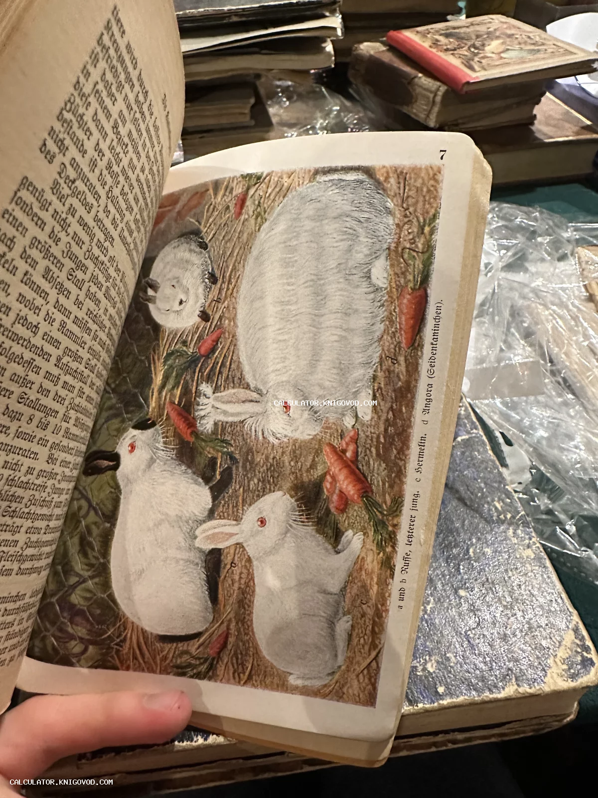 Разворот старинной книги на немецком языке с цветной литографией, изображающей белых ангорских кроликов и морковь.