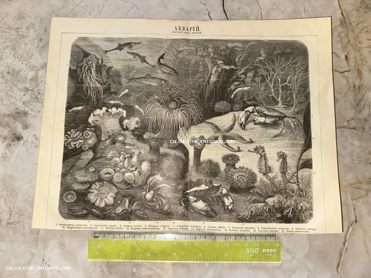 Старинная черно-белая гравюра с изображением морских обитателей: коньков, звезд, крабов и актиний.