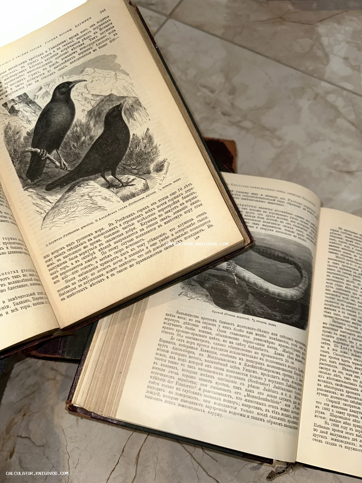 Две открытые антикварные книги с черно-белыми иллюстрациями птиц и земноводного, напечатанные на дореволюционном русском языке.