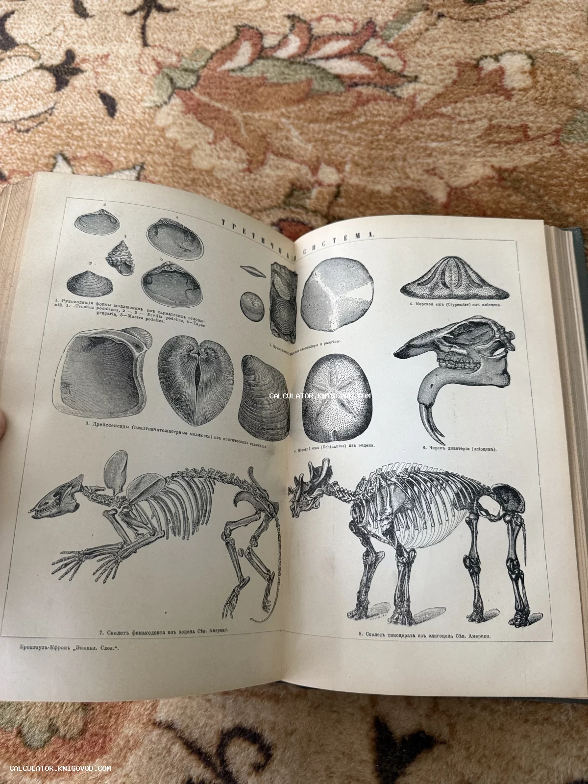 Разворот старинной энциклопедии с черно-белыми гравюрами скелетов доисторических животных, черепов и раковин моллюсков.