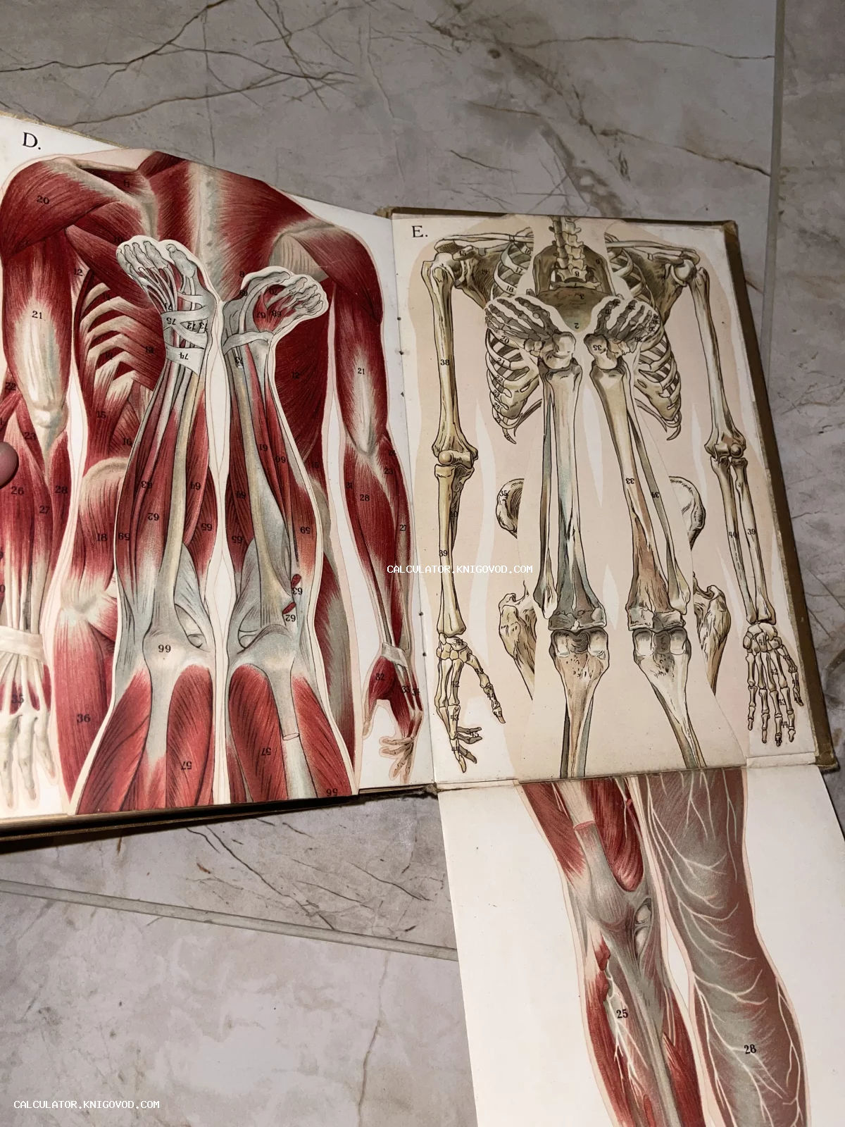 Разворот старинной книги с детальными анатомическими иллюстрациями мышц и скелета человека, выполненными в технике хромолитографии с накладными элементами.