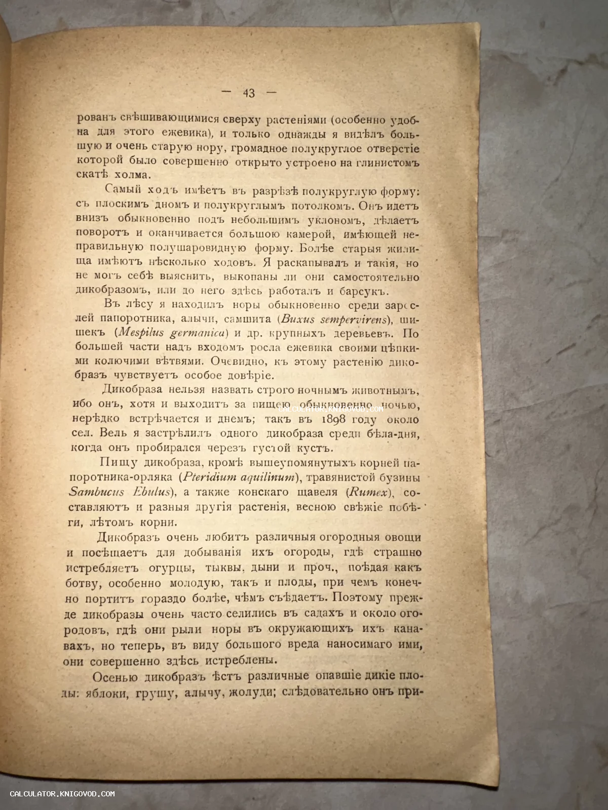 Фотография страницы антикварной книги с текстом в дореформенной орфографии, описывающим жизнь дикобраза.