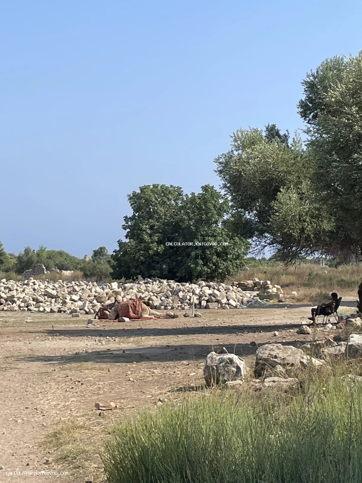 Верблюд отдыхает на фоне каменных развалин античного города и деревьев под ясным небом.