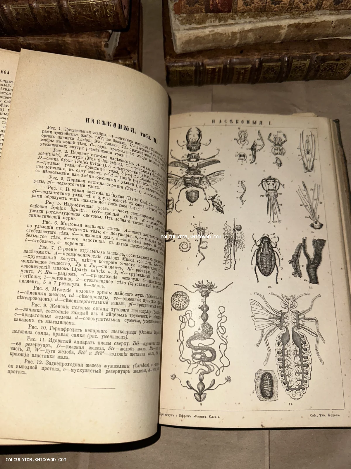 Разворот антикварной книги с подробными черно-белыми гравюрами строения насекомых: жуков, личинок и их нервной системы.