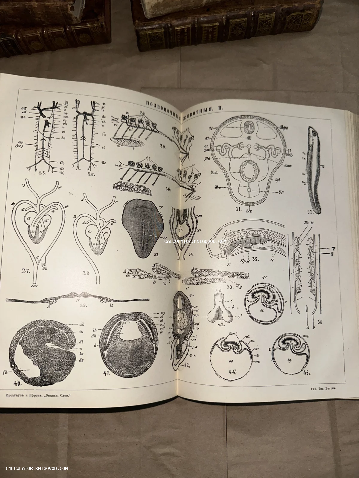 Разворот антикварной книги с черно-белыми научными гравюрами строения позвоночных животных и эмбрионов.