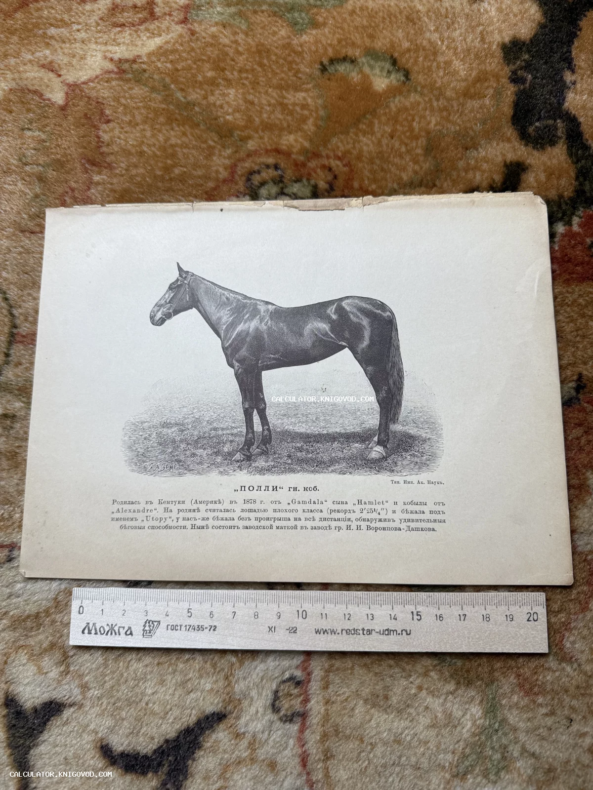 Черно-белая антикварная гравюра с изображением лошади в профиль и описанием на дореволюционном русском языке.