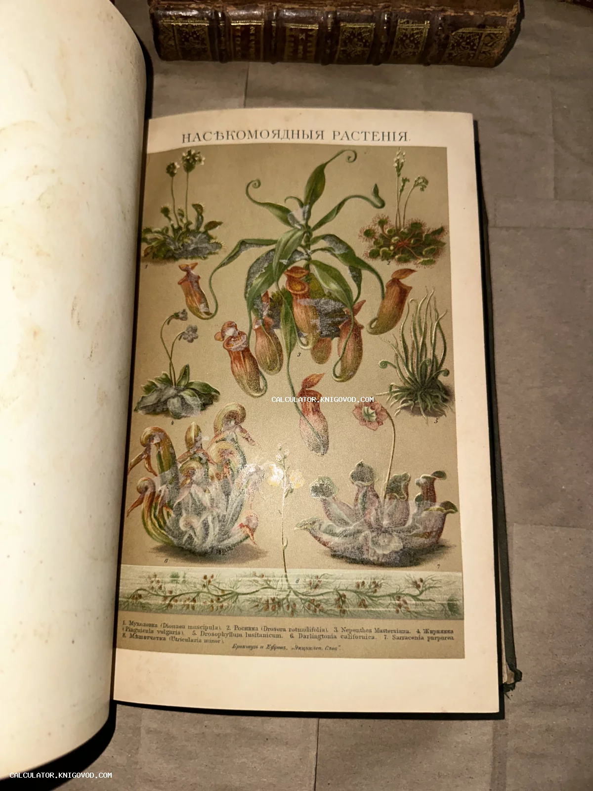 Старинная ботаническая иллюстрация с изображением различных насекомоядных растений, таких как мухоловка и непентес, в открытой книге.