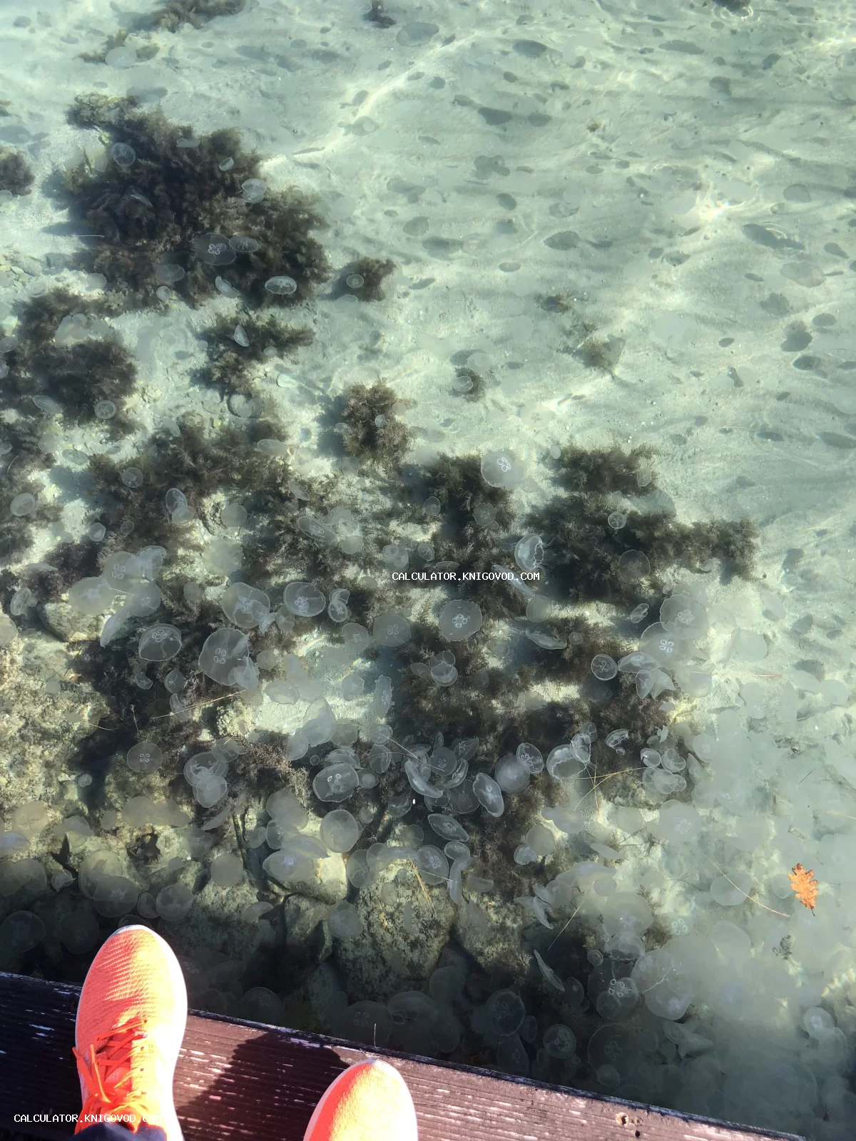 Множество прозрачных медуз в мелководье с чистой водой, темными водорослями и солнечными бликами на песчаном дне.