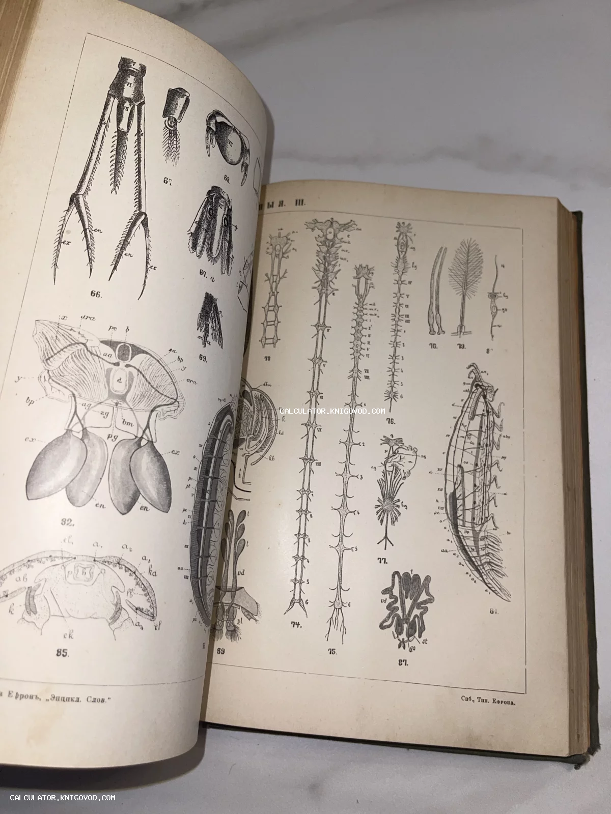 Разворот старинной книги с детализированными черно-белыми гравюрами микроорганизмов и анатомии морских существ.